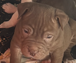 Small #3 American Pit Bull Terrier-Chinese Shar-Pei Mix
