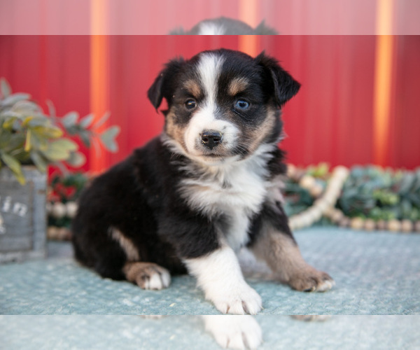 Medium Photo #4 Miniature Australian Shepherd Puppy For Sale in MILLERSBURG, OH, USA