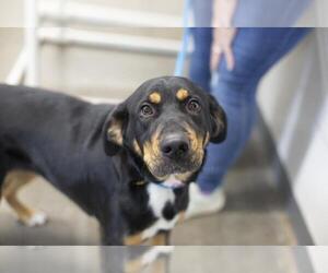 Mountain Cur-Unknown Mix Dogs for adoption in Mountain Home, AR, USA