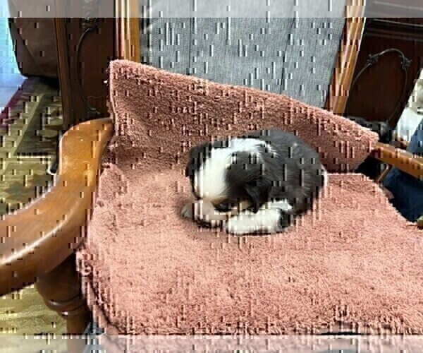 Medium Photo #10 Australian Shepherd Puppy For Sale in AUBURN, IN, USA