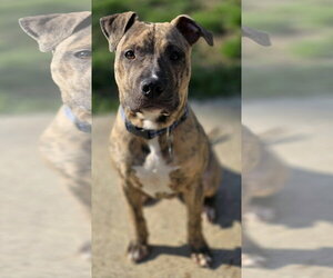 Mutt Dogs for adoption in Clarkston, MI, USA