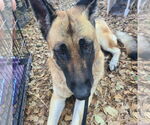 Small German Shepherd Dog