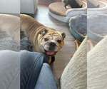 Sweet Potato - Female Bulldog Dog for Adoption - Small photo