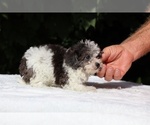 Small #20 Goldendoodle (Miniature)