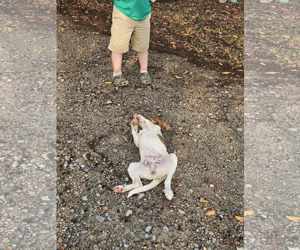 Medium Photo #8 Rat Terrier-Unknown Mix Puppy For Sale in Wakefield, RI, USA