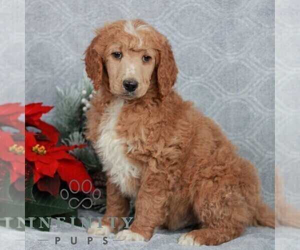 Medium Photo #2 Poodle (Standard) Puppy For Sale in LANCASTER, PA, USA