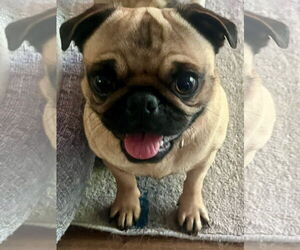 Pug Dogs for adoption in Elizabeth City, NC, USA
