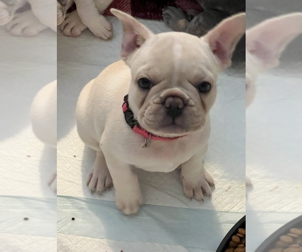 Medium Photo #5 French Bulldog Puppy For Sale in COCHRAN, GA, USA