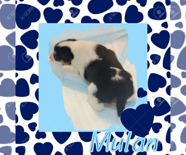 Medium Photo #6 Cowboy Corgi Puppy For Sale in GALLEGOS, NM, USA