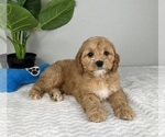 Small Photo #4 Cockapoo Puppy For Sale in FRANKLIN, IN, USA