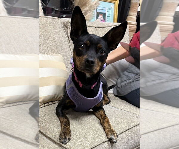 Medium Photo #4 German Pinscher-Unknown Mix Puppy For Sale in Mundelein, IL, USA