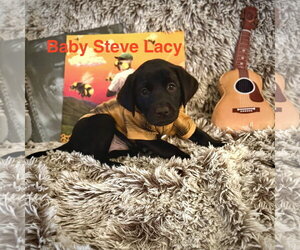 Baby Steve Lacy - Male Labrador Retriever-Unknown Mix Dog for Adoption - Photo #2