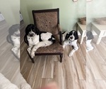 Small Photo #1 Newfypoo Puppy For Sale in COCOA, FL, USA