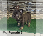 Small #5 French Bulldog