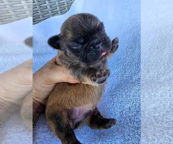 Medium Photo #4 French Bulldog Puppy For Sale in LAS VEGAS, NV, USA