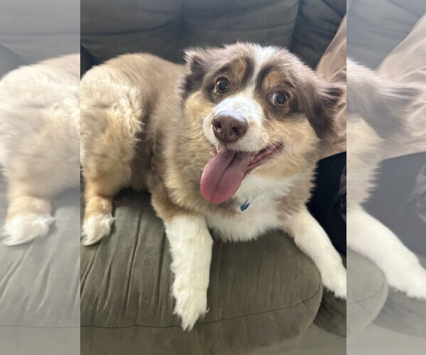 Medium Photo #1 Mutt Puppy For Sale in The Woodlands, TX, USA