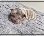 Puppy Smokey French Bulldog