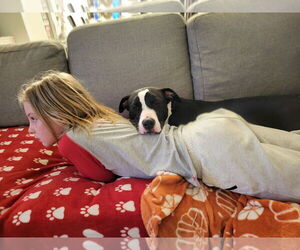 Wedge - Female American Staffordshire Terrier-Unknown Mix Dog for Adoption - Photo #2