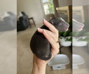 Miniature Australian Shepherd Puppy for Sale in NORTH RICHLAND HILLS, Texas USA