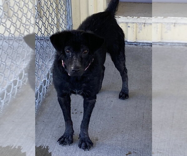 Medium Photo #3 Labrador Retriever-Unknown Mix Puppy For Sale in Bolivar, MO, USA