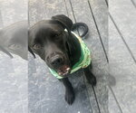 Small #4 Pointer-Rottweiler Mix