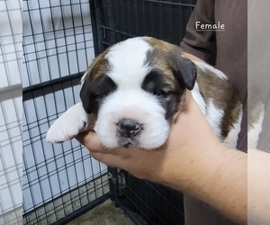 Saint Bernard Puppy for sale in BERESFORD, SD, USA