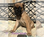 Small Photo #42 Presa Canario Puppy For Sale in LEVITTOWN, PA, USA