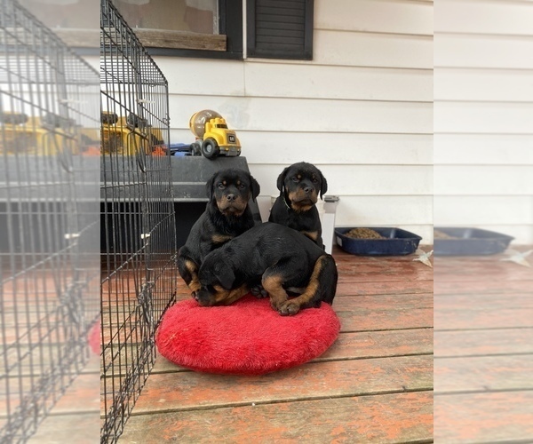 Medium Photo #6 Rottweiler Puppy For Sale in MONEE, IL, USA