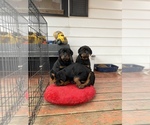 Small Photo #6 Rottweiler Puppy For Sale in MONEE, IL, USA