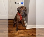 Puppy Titan Cane Corso