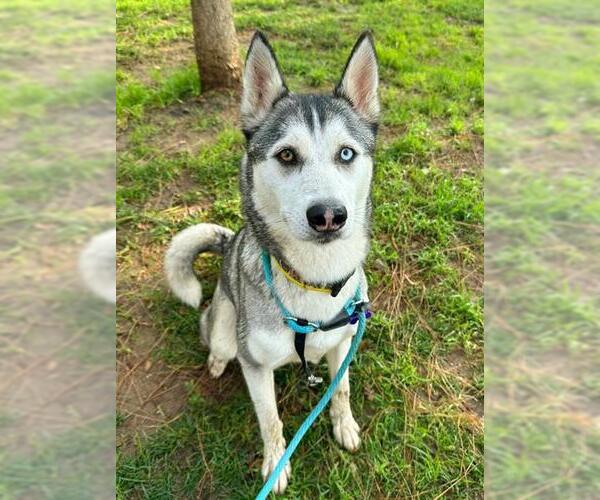 Medium Photo #1 Siberian Husky Puppy For Sale in Sacramento, CA, USA