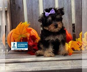 Schnoodle (Miniature) Puppy for sale in WINNSBORO, LA, USA