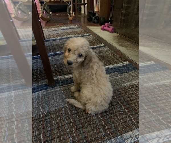 Medium Photo #8 Aussiedoodle Puppy For Sale in WOODLEAF, NC, USA