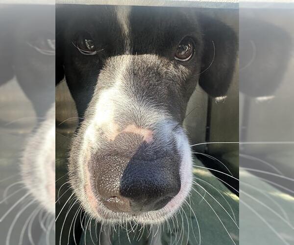 Medium Photo #1 Mutt Puppy For Sale in San Antonio, TX, USA