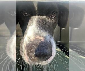 Mutt Dogs for adoption in San Antonio, TX, USA