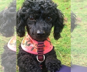 Poodle (Toy) Puppy for sale in KIRKLAND, WA, USA