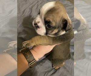 Bulldog Puppy for sale in WASHINGTN TWP, MI, USA