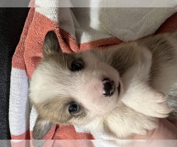 Medium Photo #5 Pembroke Welsh Corgi Puppy For Sale in RAMONA, OK, USA