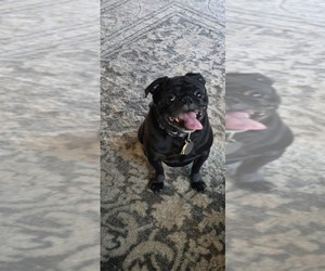 Father of the Pug puppies born on 05/23/2025