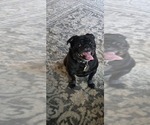 Small Photo #1 Pug Puppy For Sale in SEYMOUR, IN, USA