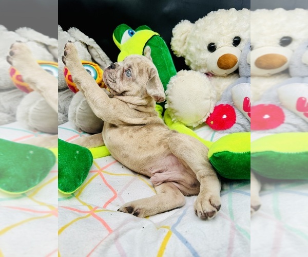 Medium Photo #18 French Bulldog Puppy For Sale in BELLVILLE, TX, USA