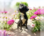 Small #6 Labrador Retriever Mix