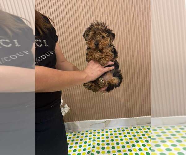 Medium Photo #1 Yorkshire Terrier Puppy For Sale in MURRIETA, CA, USA