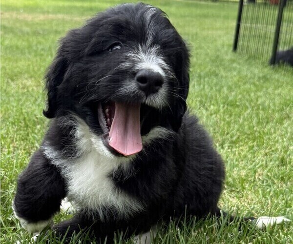 Medium Photo #1 Bernedoodle Puppy For Sale in SPRINGFIELD, OH, USA