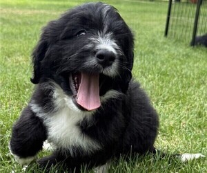 Medium Bernedoodle