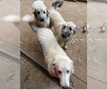 Small #12 Great Pyrenees Mix