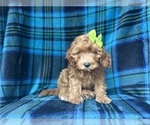 Small #4 Cavapoo