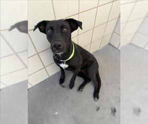 German Shepherd Dog Dogs for adoption in Corpus Christi, TX, USA