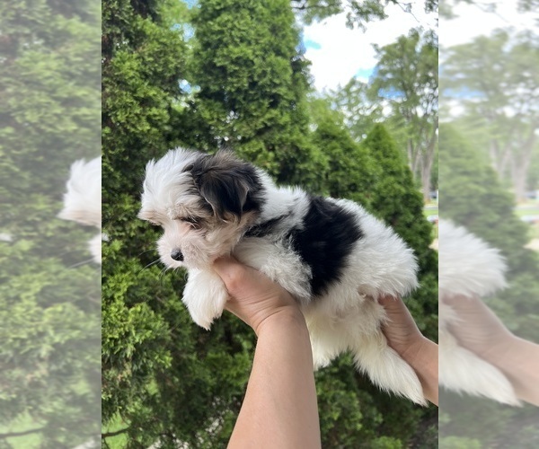 Medium Photo #4 Morkie Puppy For Sale in DES PLAINES, IL, USA