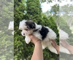 Small #3 Morkie